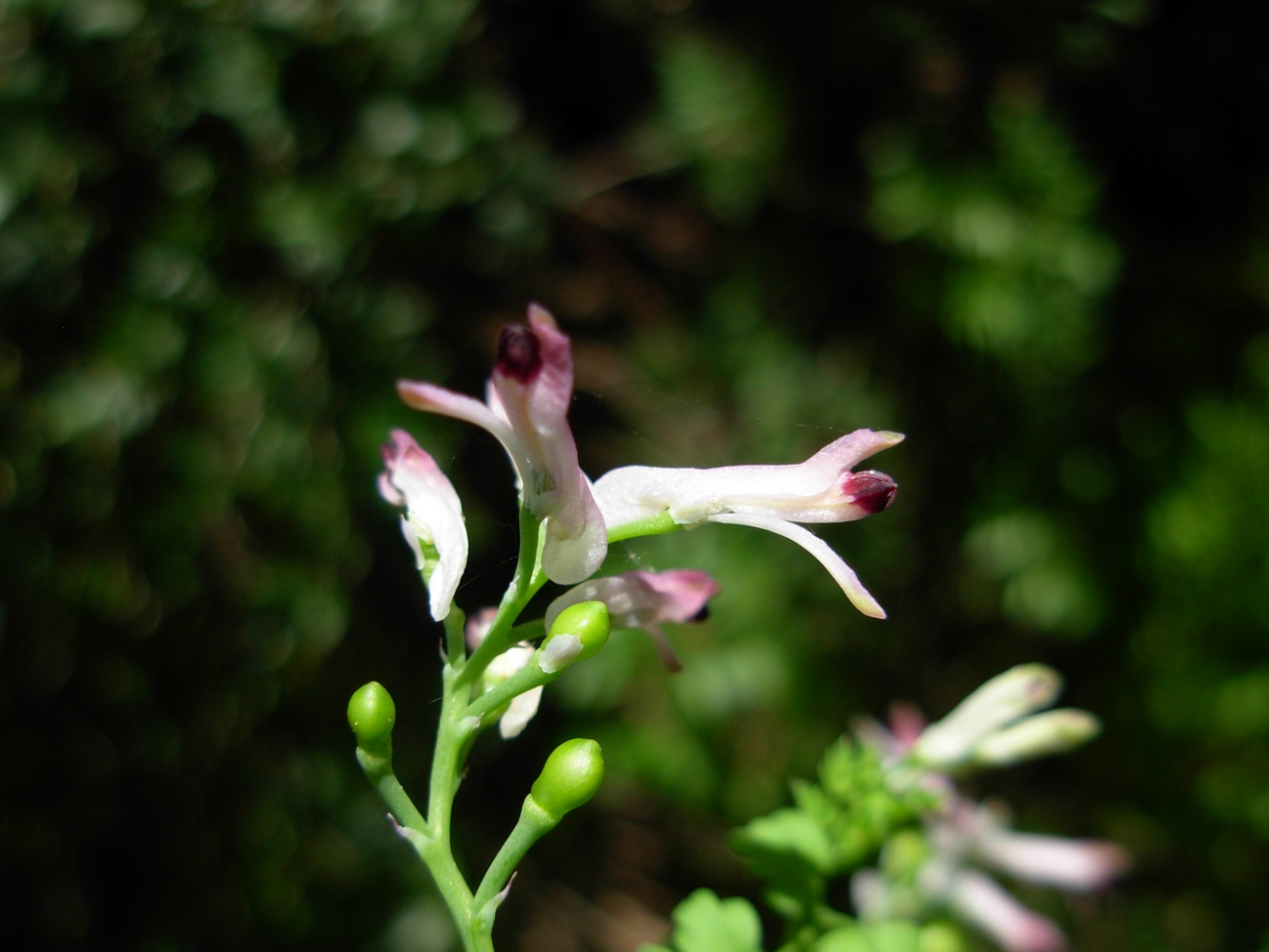 Fumaria bicolor / Fumaria insulare